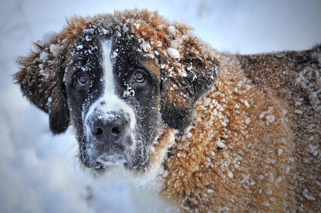 perro-en-la-nieve