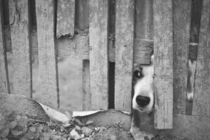 Perros en la India