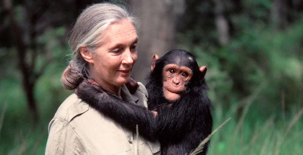 Jane Goodall con un chimpancé joven en brazos, ambos mirando hacia el frente en un entorno natural con vegetación verde.