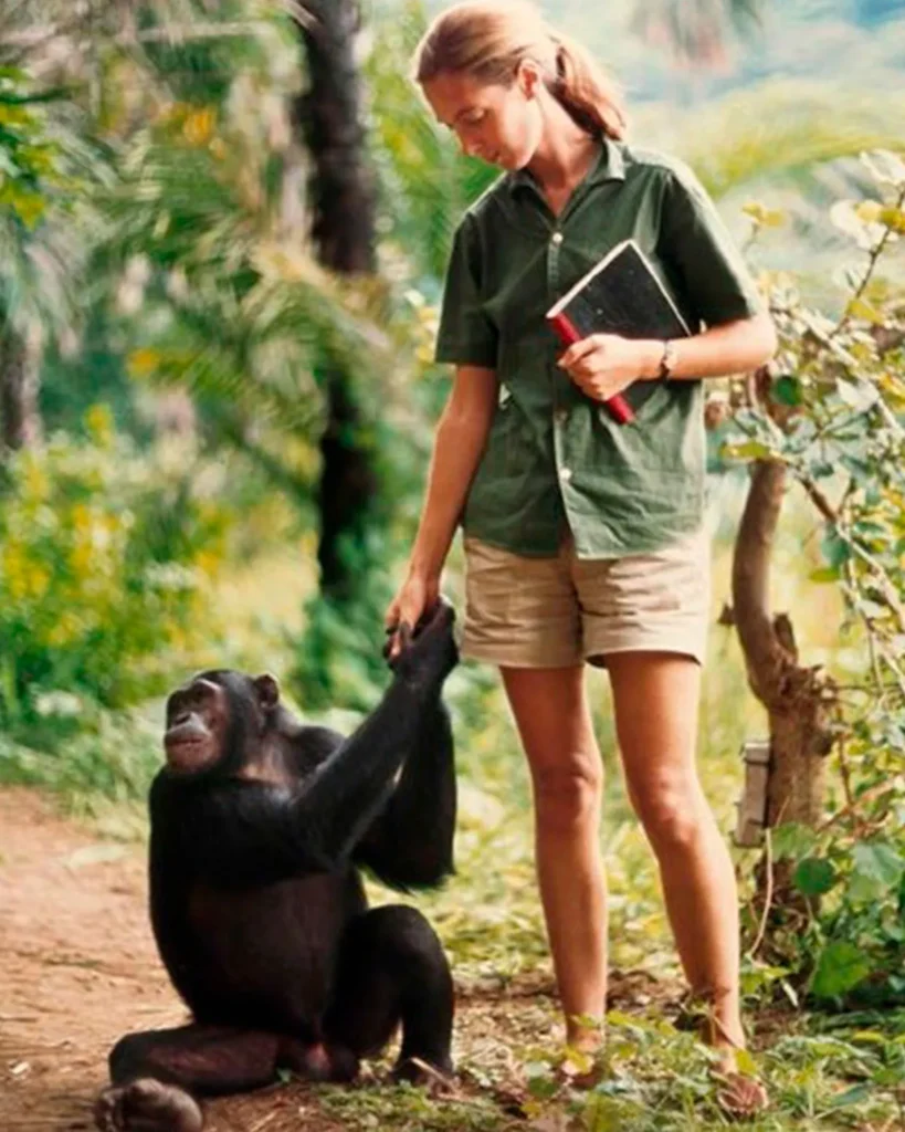 Jane Goodall joven sosteniendo la mano de un chimpancé que está sentado en el suelo, en un entorno natural con vegetación tropical.