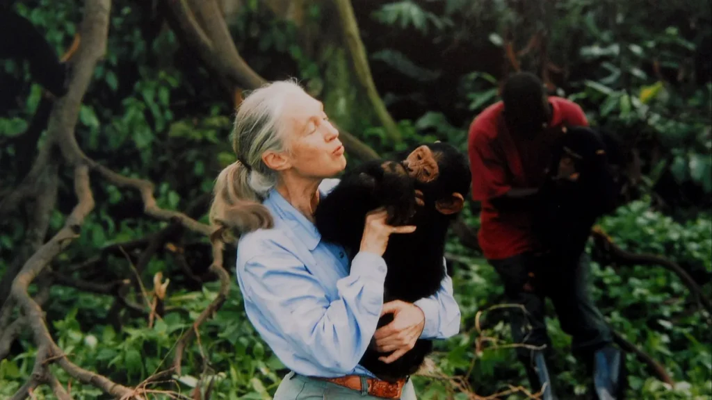 Jane Goodall, con camisa azul, sostiene en brazos a un joven chimpancé en la selva, mientras otra persona aparece al fondo entre los árboles.