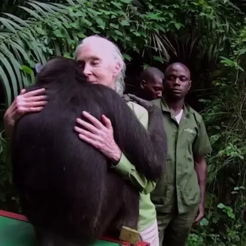 Jane Goodall abrazando a un chimpancé en medio de la selva, mientras tres cuidadores observan la escena con expresión tranquila.