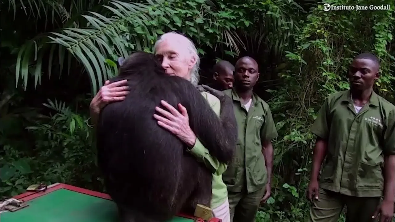 Jane Goodall abrazando a un chimpancé en medio de la selva, mientras tres cuidadores observan la escena con expresión tranquila.