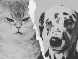 “Primer plano en blanco y negro de un gato y un perro separados por un desgarro vertical en el centro, simbolizando contraste o separación.
