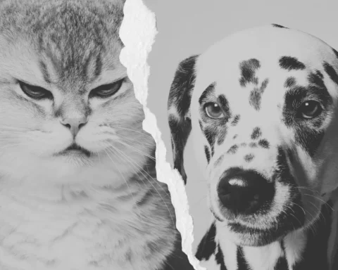 “Primer plano en blanco y negro de un gato y un perro separados por un desgarro vertical en el centro, simbolizando contraste o separación.