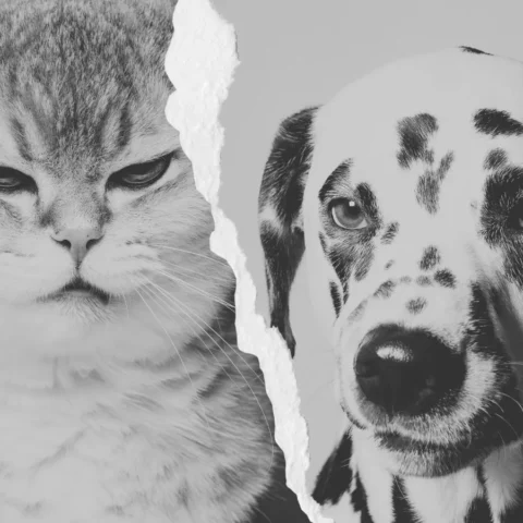 “Primer plano en blanco y negro de un gato y un perro separados por un desgarro vertical en el centro, simbolizando contraste o separación.