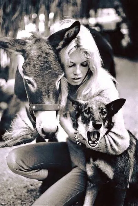 Retrato de Brigitte Bardot, junto a un asno, abrazando a un galgo, con expresión serena y mirada melancólica, en una imagen asociada a su faceta de defensora de los animales.