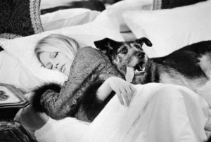 Fotografía en blanco y negro de Brigitte Bardot dormida en una cama junto a un perro, que permanece despierto y alerta a su lado.