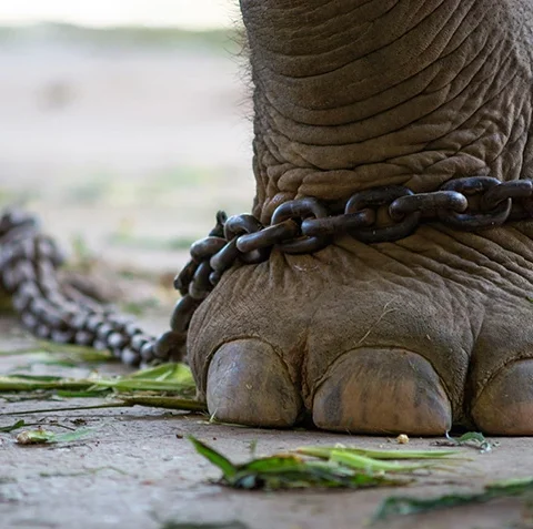 Primer plano de la pata de un elefante encadenada, imagen simbólica utilizada para representar el concepto de indefensión aprendida.