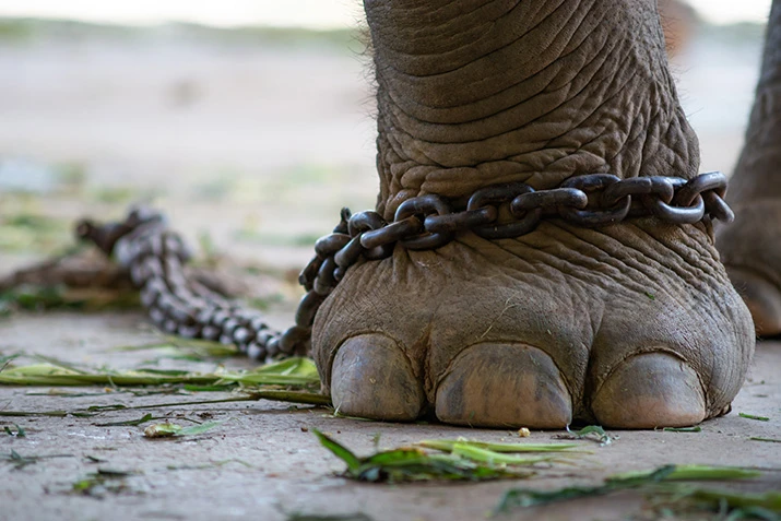 Primer plano de la pata de un elefante encadenada, imagen simbólica utilizada para representar el concepto de indefensión aprendida.