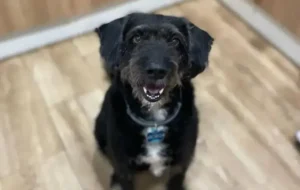 Perro de pelo negro y áspero, sentado en interior sobre suelo de madera, mirando a cámara con expresión alegre y la boca ligeramente abierta