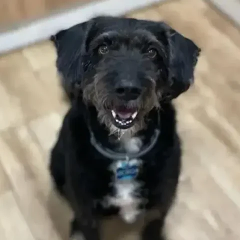 Perro de pelo negro y áspero, sentado en interior sobre suelo de madera, mirando a cámara con expresión alegre y la boca ligeramente abierta