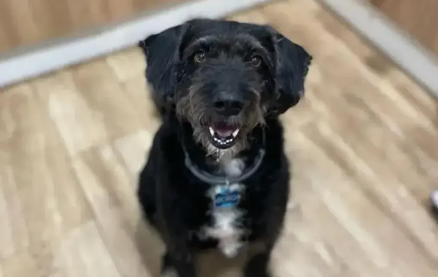 Perro de pelo negro y áspero, sentado en interior sobre suelo de madera, mirando a cámara con expresión alegre y la boca ligeramente abierta