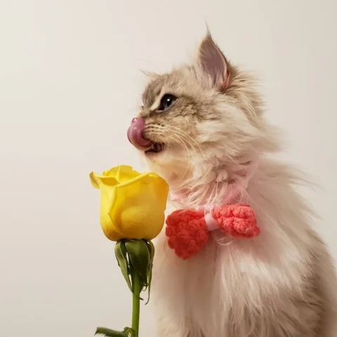 Gato de pelo largo y claro con lazo rojo en el cuello, oliendo una rosa amarilla mientras saca la lengua ligeramente, sobre fondo neutro.