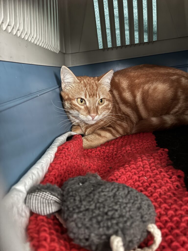 Gato naranja descansando dentro de un transportín sobre una manta tejida roja, junto a un pequeño juguete.