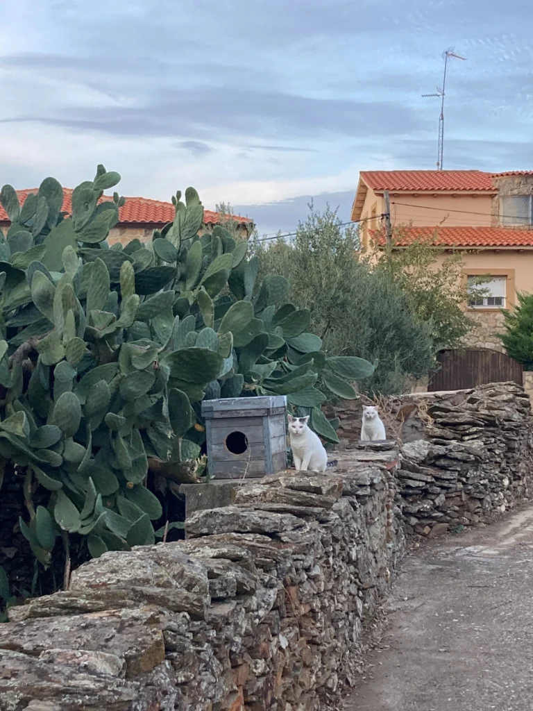 Gatos blancos sentados sobre un muro de piedra junto a un cactus y una pequeña caseta de madera, en un entorno rural con casas al fondo.