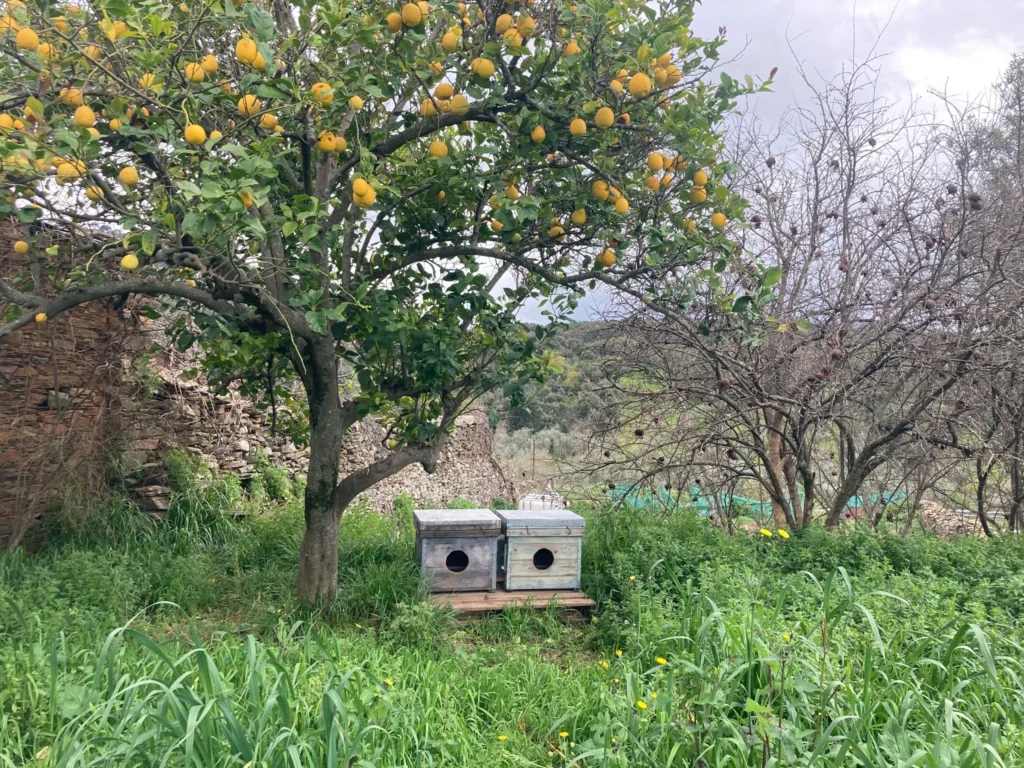 Huerto con un árbol cargado de limones y dos casetas de madera para gatos situadas entre la vegetación.