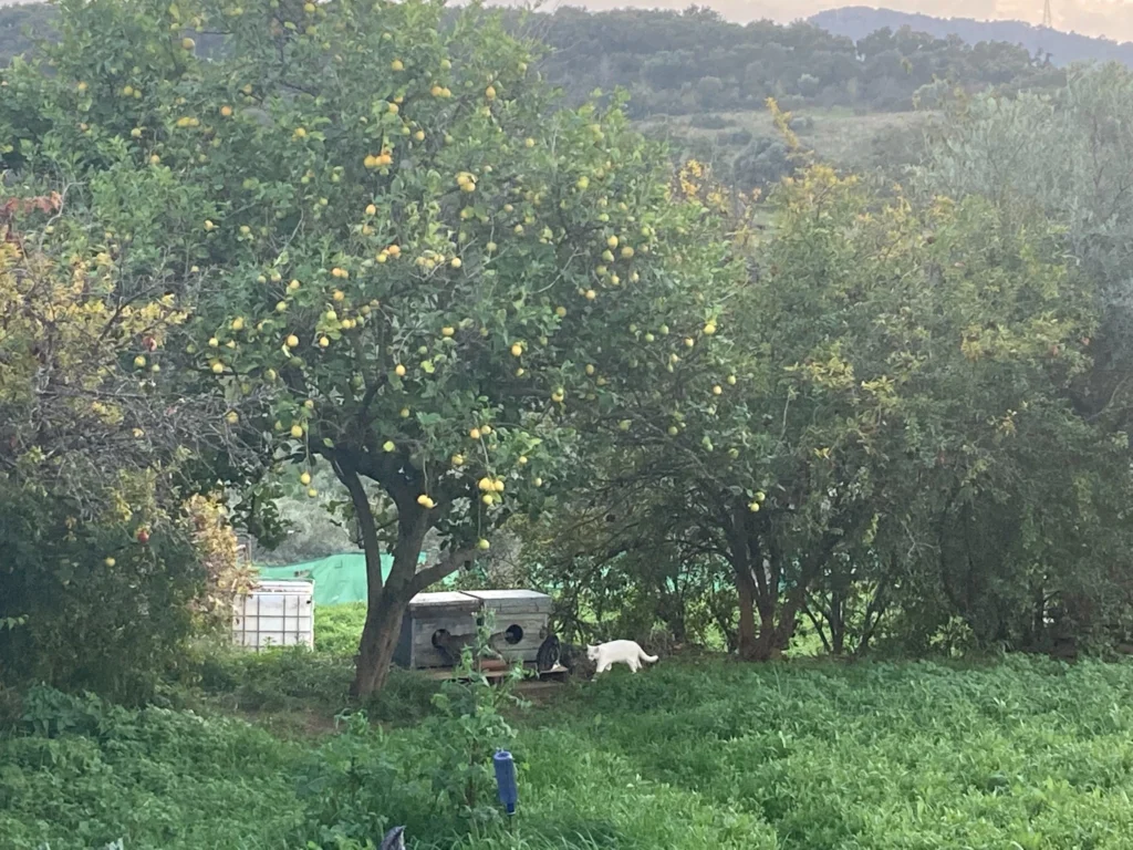 Paisaje rural con árboles frutales y refugios para gatos, donde un gato blanco camina entre la hierba cerca de las casetas.