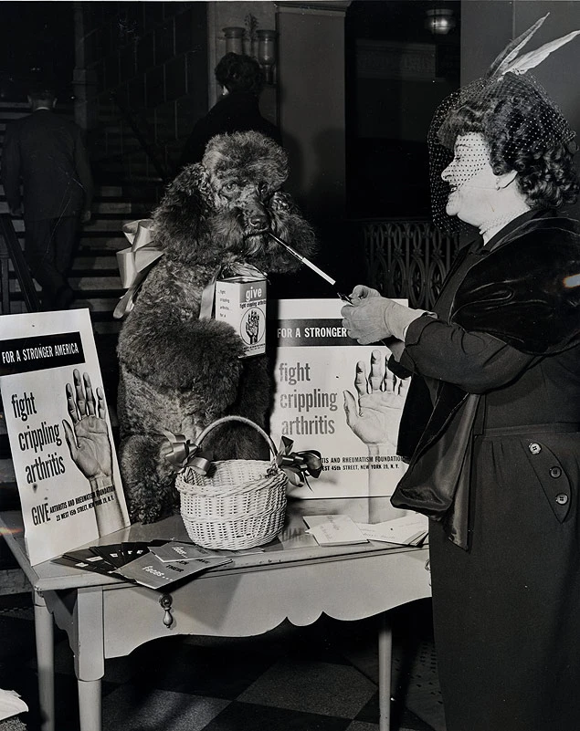 Escena vintage de una mujer con velo junto a un caniche que sujeta una hucha para una campaña benéfica.