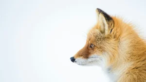 Zorro rojo visto de perfil sobre fondo blanco, con el pelaje esponjoso y mirada atenta hacia la izquierda.