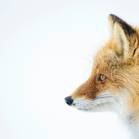 Zorro rojo visto de perfil sobre fondo blanco, con el pelaje esponjoso y mirada atenta hacia la izquierda.