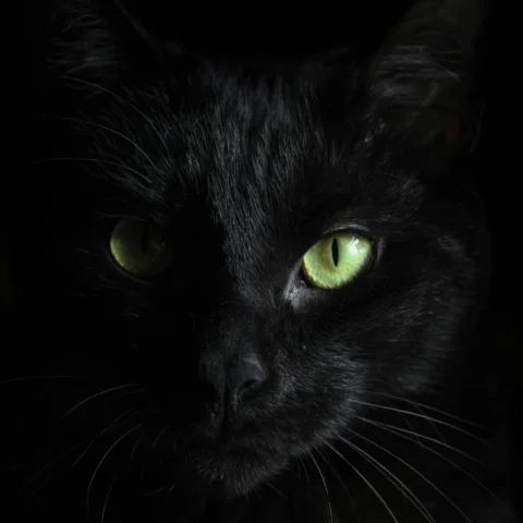 Primer plano de un gato negro de ojos verdes brillantes, parcialmente iluminado sobre un fondo oscuro que resalta su mirada y los detalles de su pelaje.