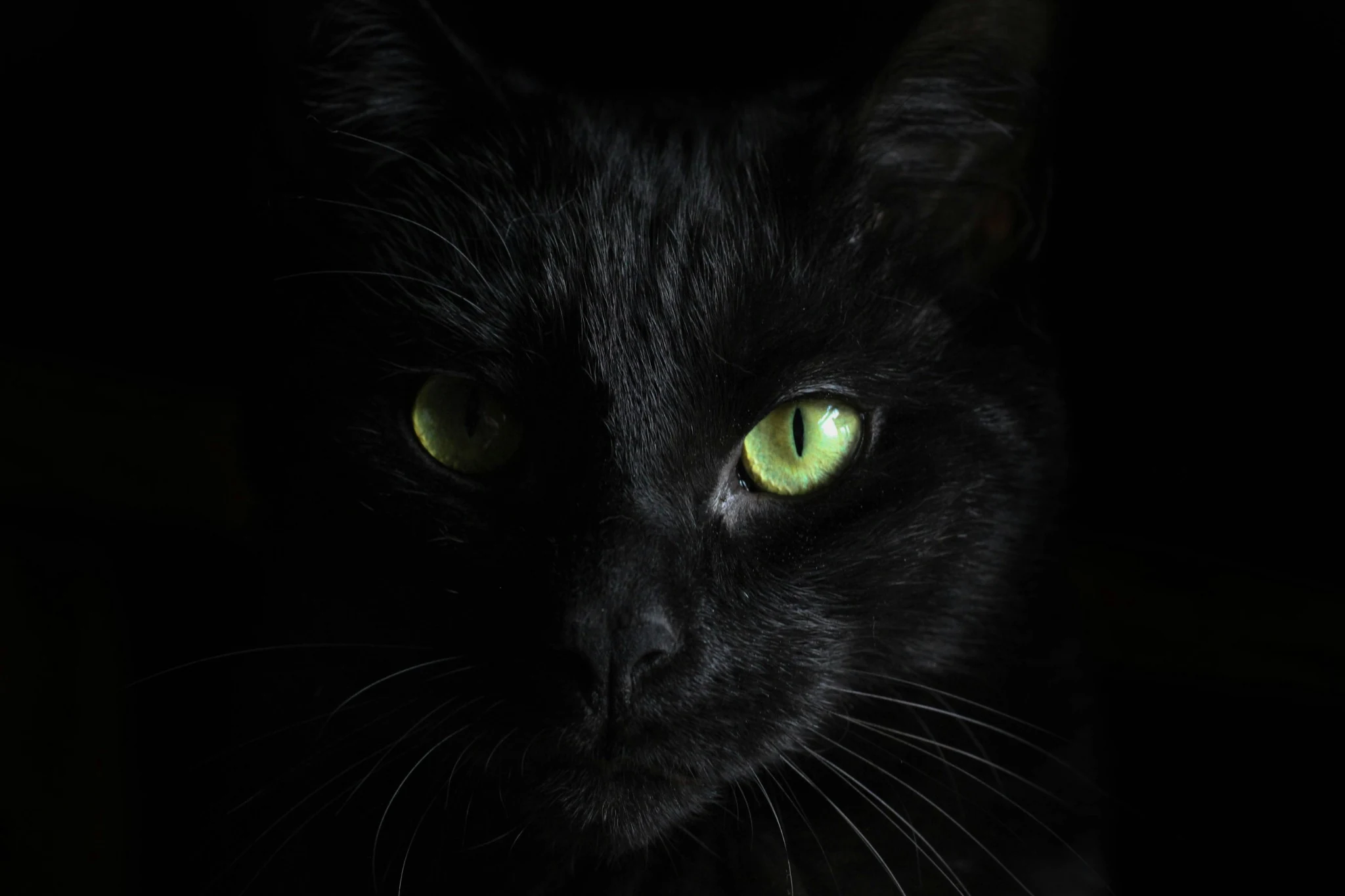 Primer plano de un gato negro de ojos verdes brillantes, parcialmente iluminado sobre un fondo oscuro que resalta su mirada y los detalles de su pelaje.